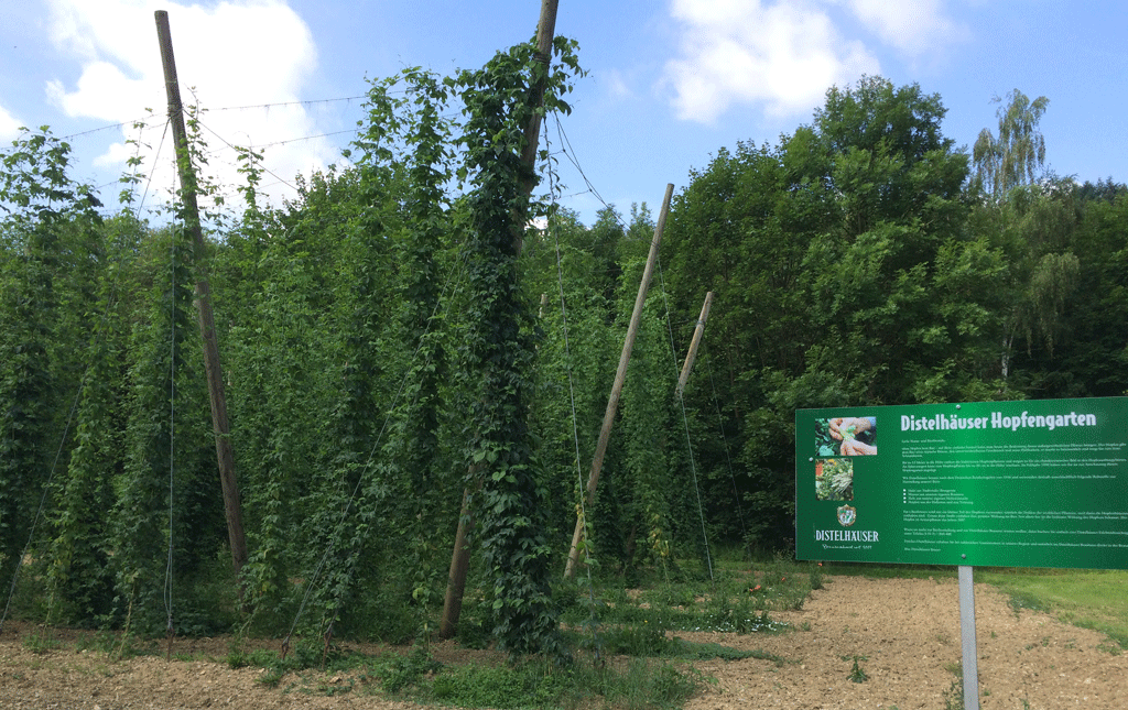 Hops growing