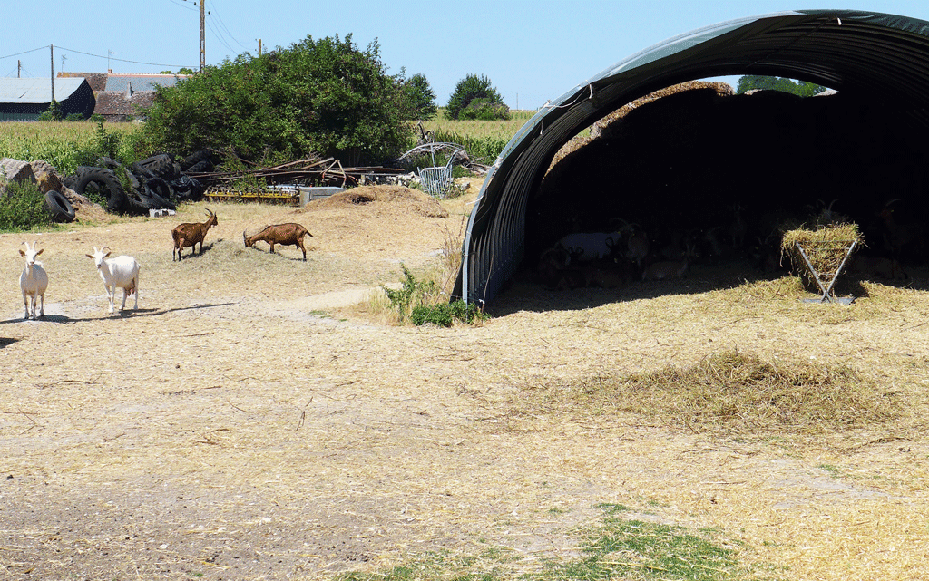 The only goats we see - note the manger and the goats just visible in the hangar