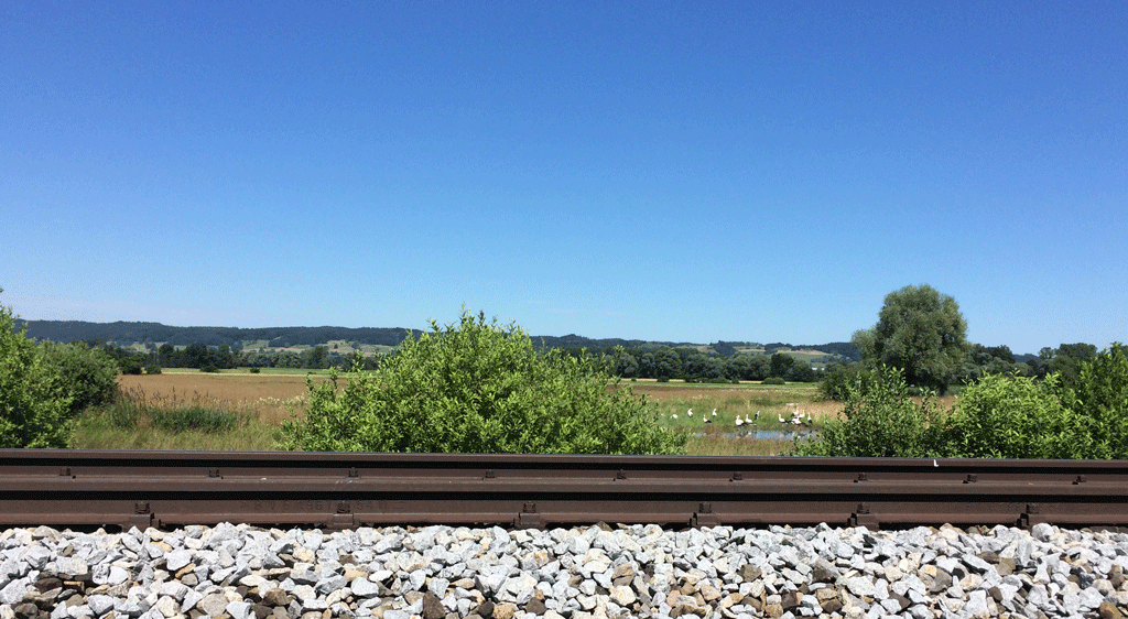 Storks along the train tracks