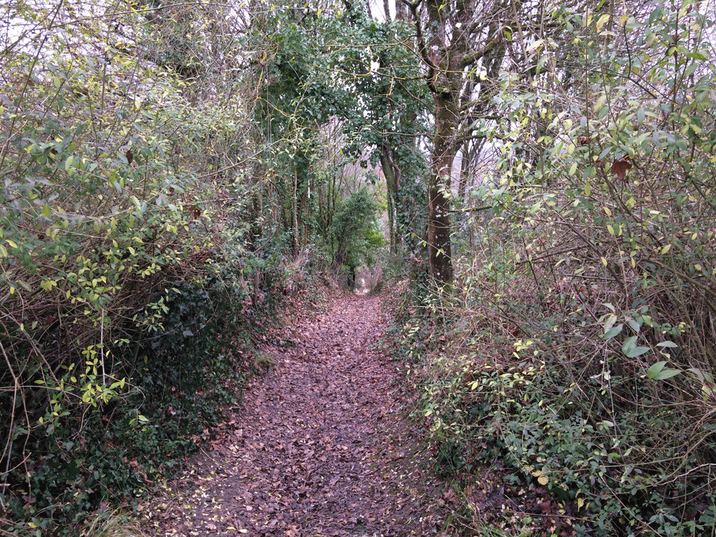 Walking up the forest path