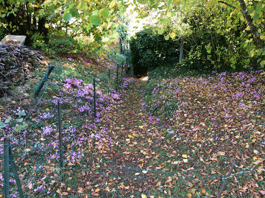 A bed off cyclamens