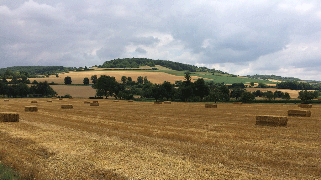 Riding past wheat and barley fields