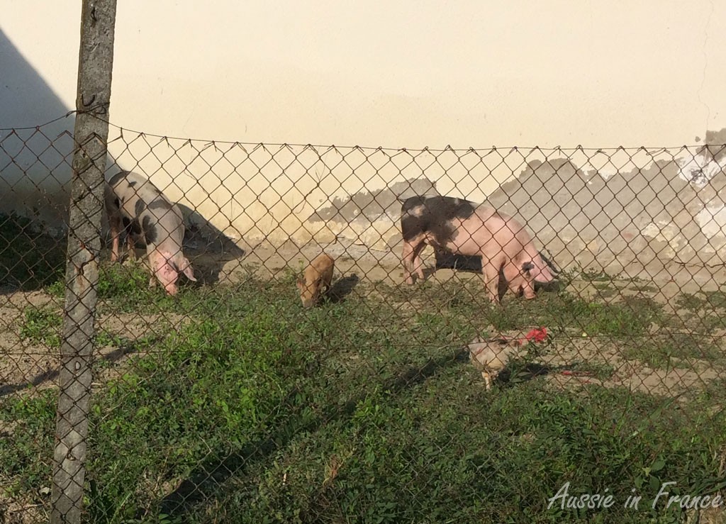 Some little porkies along the way