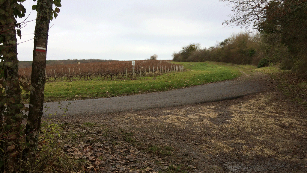 A Touraine vineyard