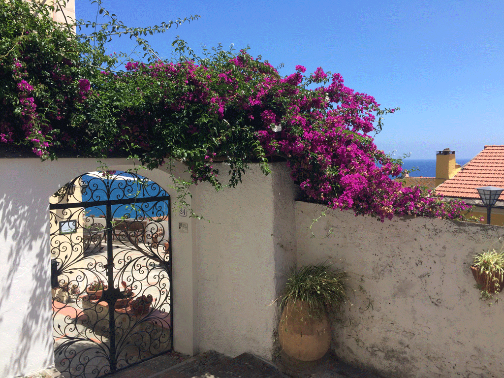 Bougainvillea and seaview