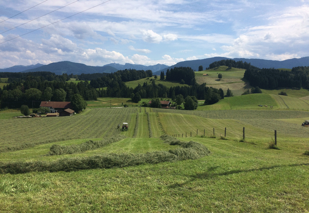 Hay making