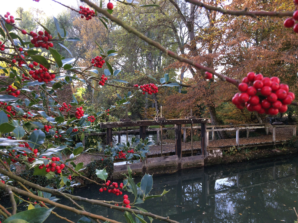 Giant holly bush in Molineuf