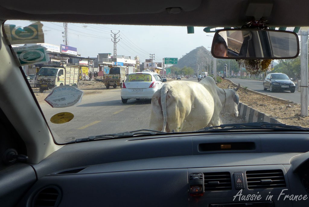 A sacred cow in the middle of the highway