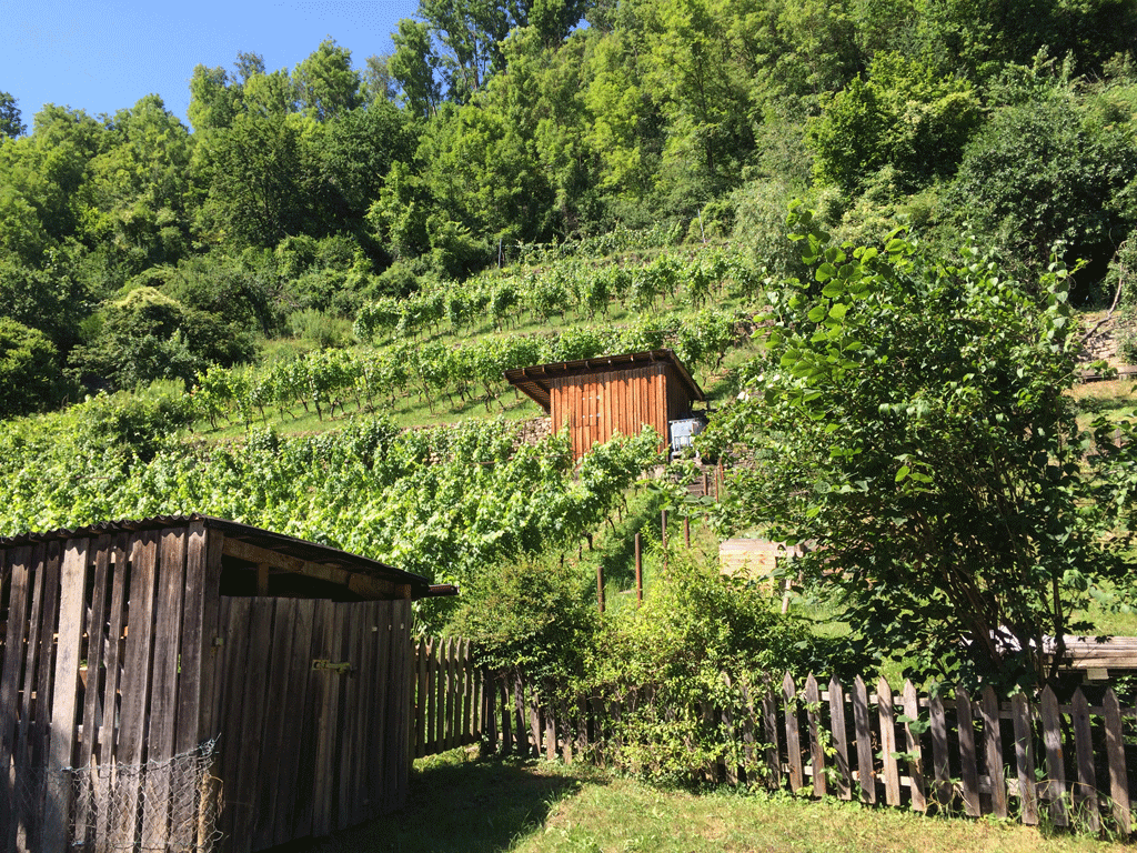 A vineyard on the way home