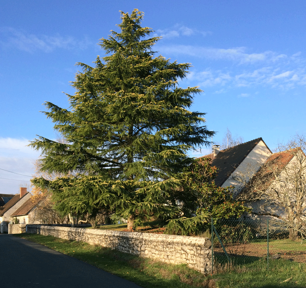 A Christmas tree waiting for December