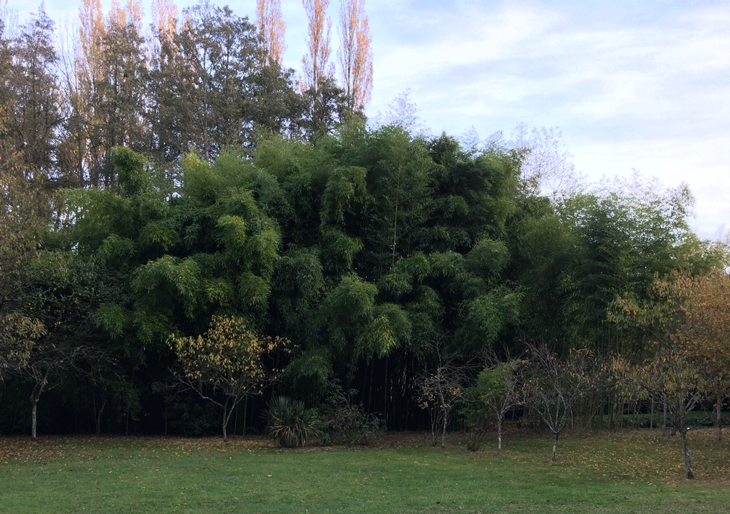 The bamboo thicket