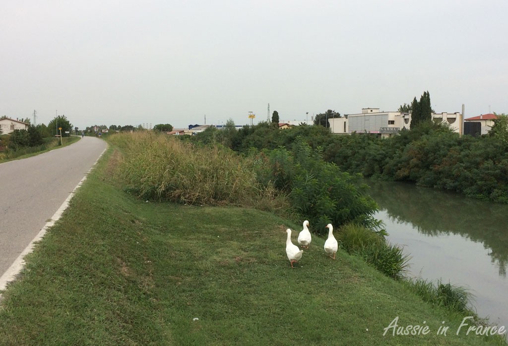 Three geese ont the bike path