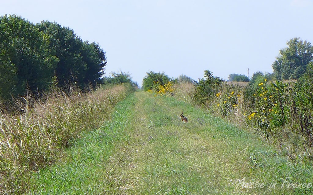 Rabbit on the track