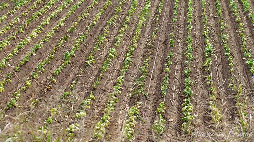Tobacco crop