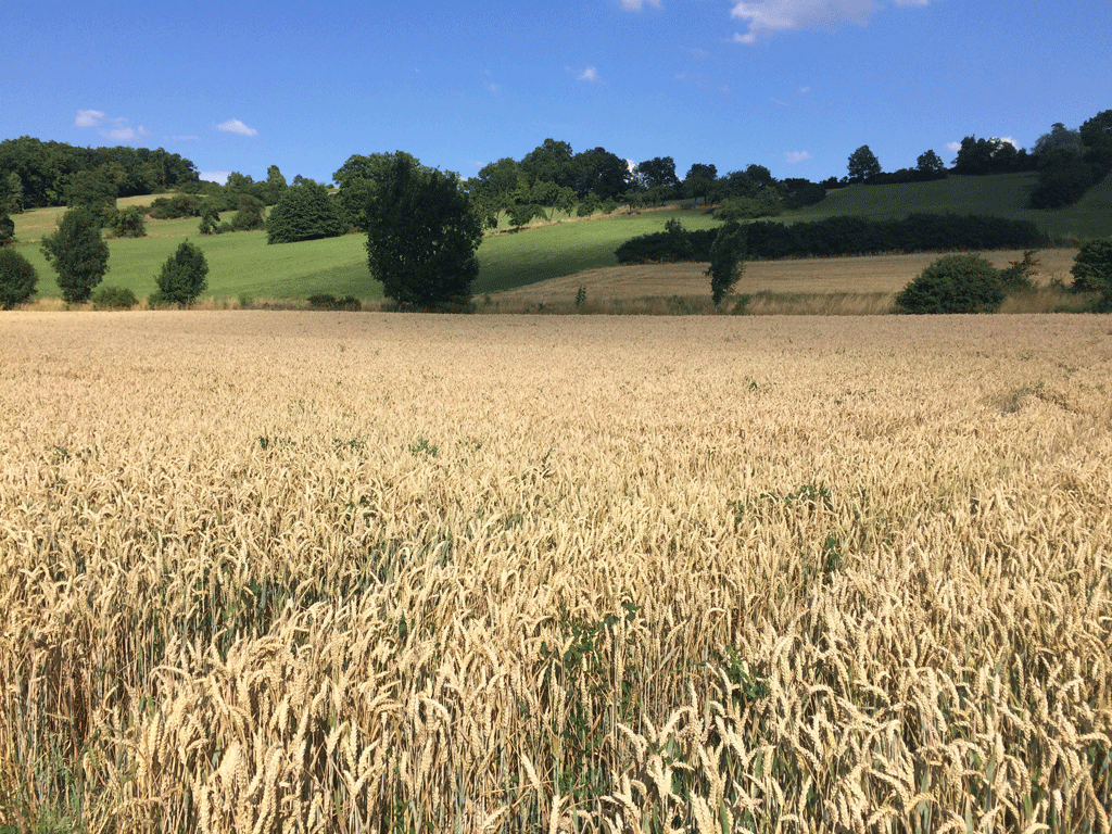 Barley fields