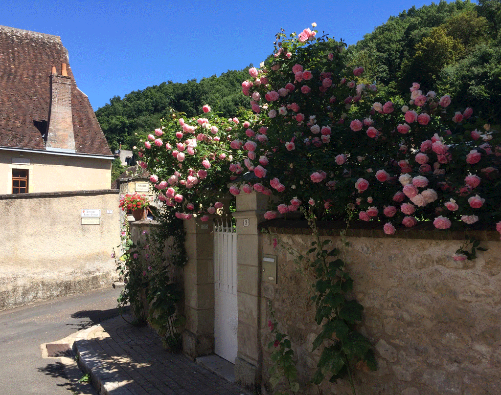 Magnificent Pierre Ronsard roses in Lavardin