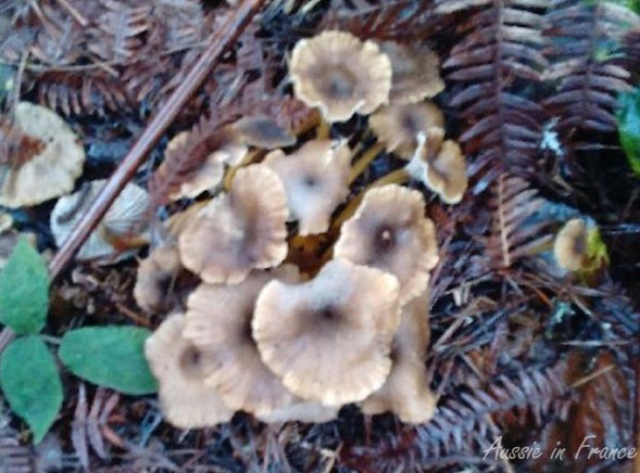 Chanterelles mushrooms in their natural habitat