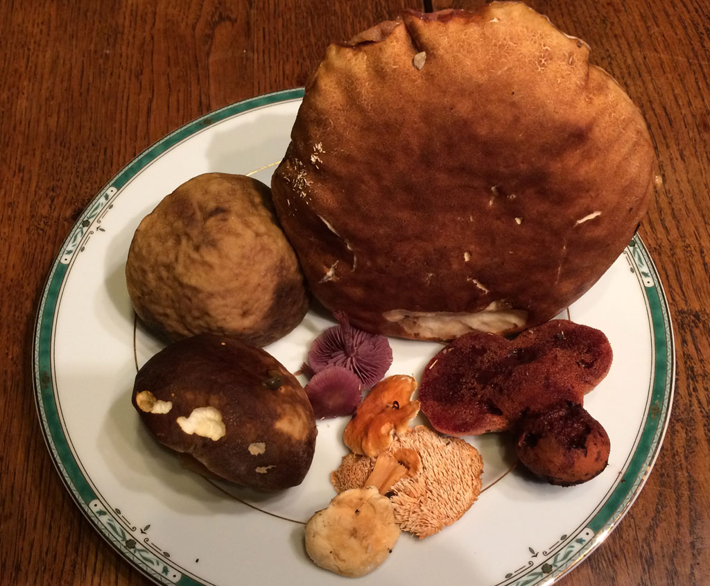 Our five different mushrooms (we picked 2.2 kilos altogether)