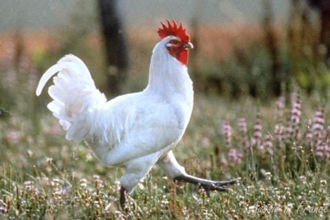 AOC-poulet-de-bresse