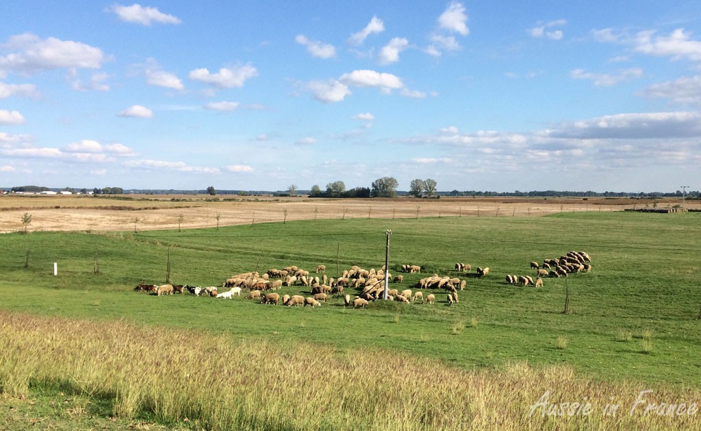 A flock of sheep alongside the levee