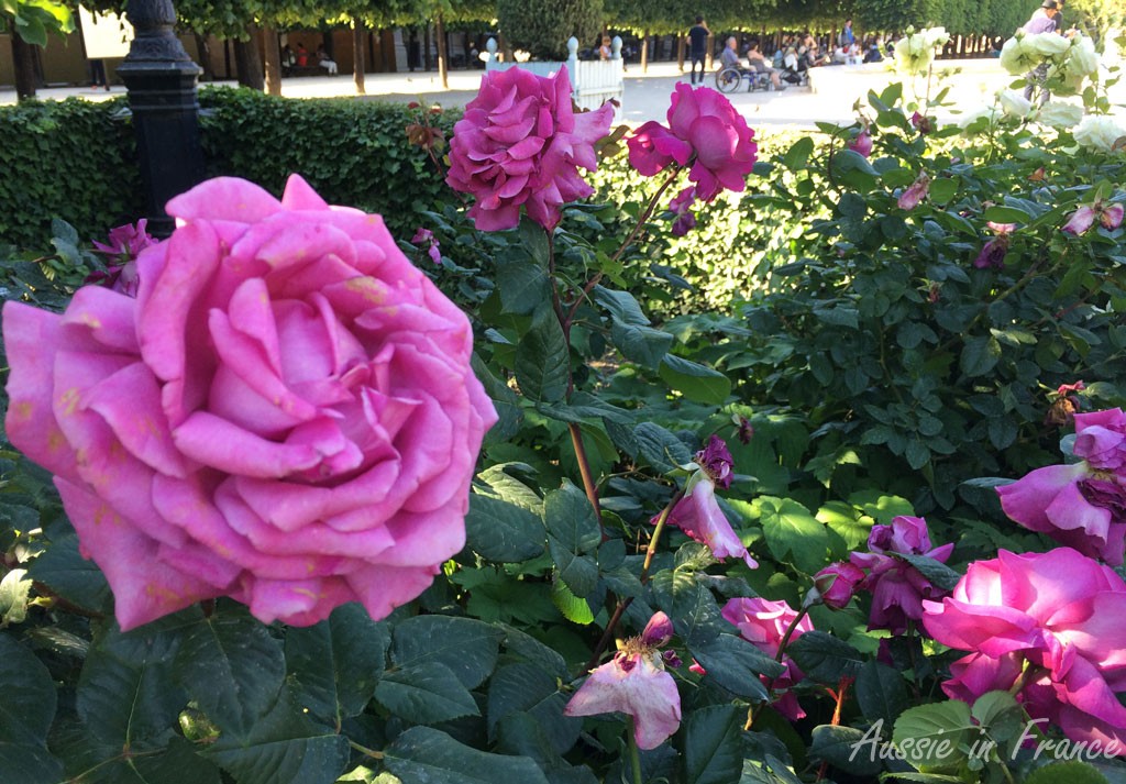 My favourite highly scented roses in the Palais Royal gardens