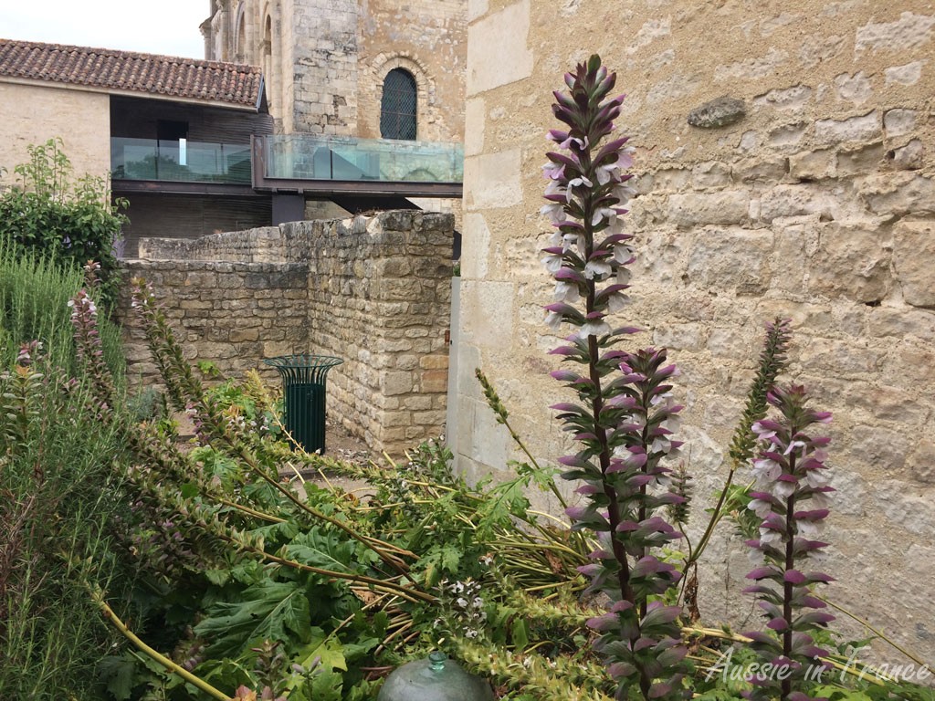 Acanthus flowers. You can just make out the leaves which seem to have suffered from some sort of disaster