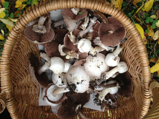 agaric_basket
