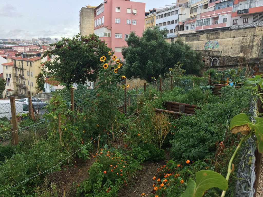 Allotments on the way down from Igreja Graça