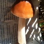 amanita_griseas copier