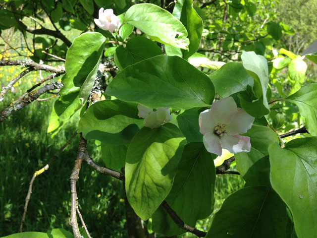 Cherry blossoms
