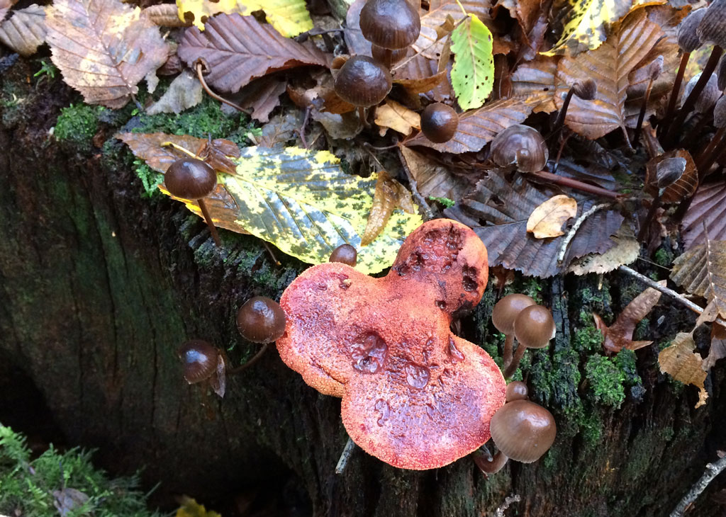 Beefsteak fungus