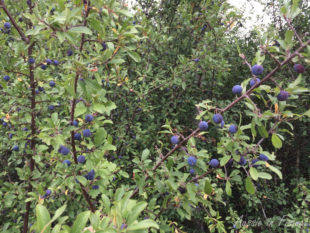 The berries used to make