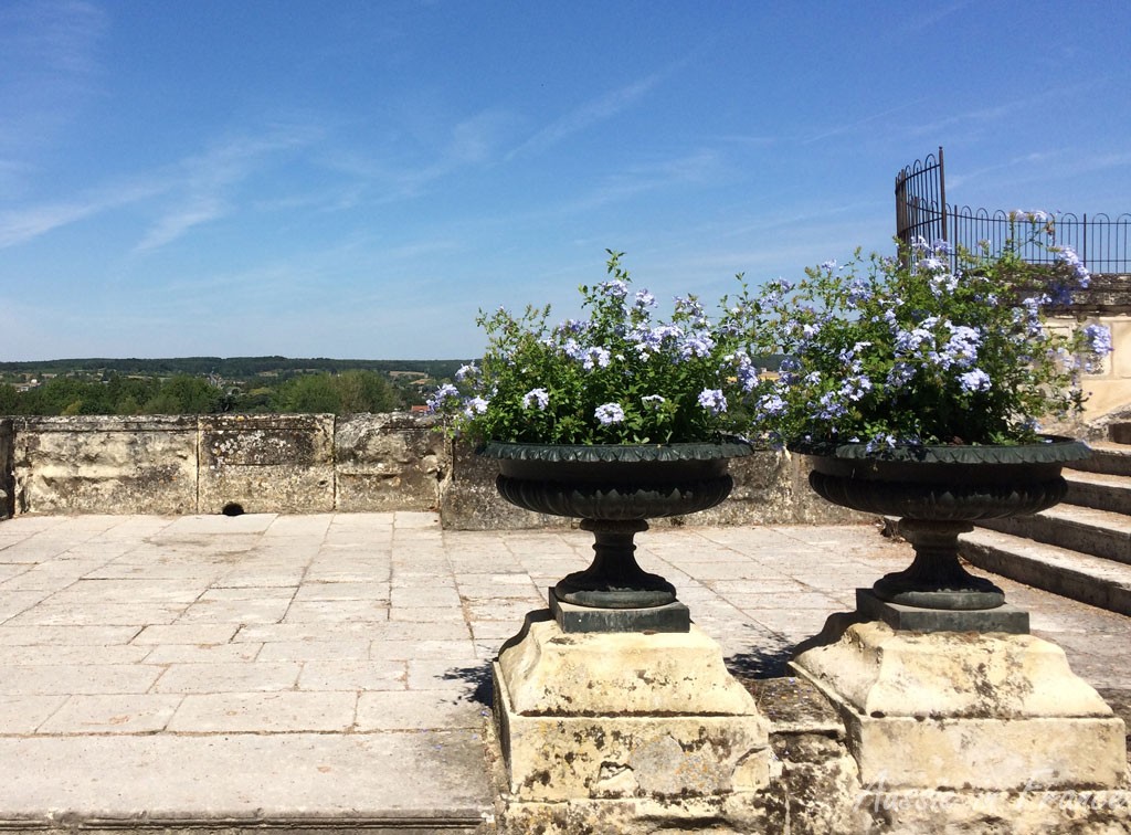 The blue flowers inside the courtyard