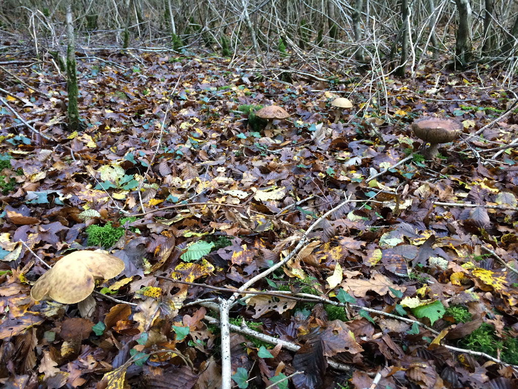 You can see the light grey caps of the leccinum griseum if you look closely.