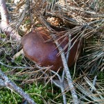 boletus_under_branches