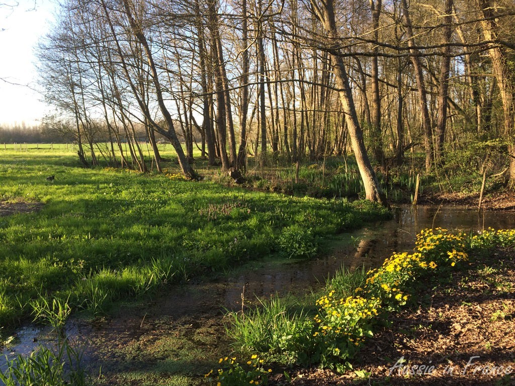 The bottom of Christelle and Olivier's garden