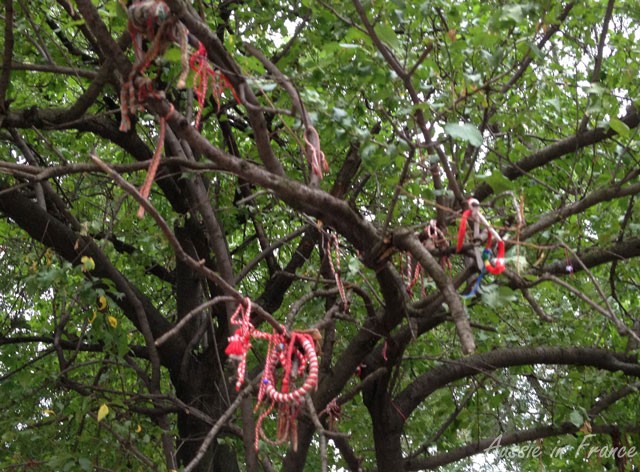 The budding tree