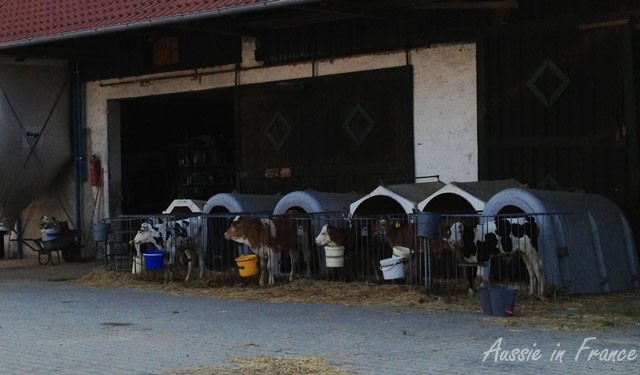 Calf kennels in Germany