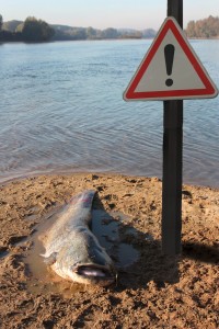 probably a Wels catfish in English, Silure glane in French