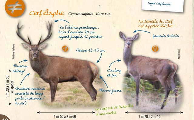 From www.gmb.asso.fr/Atlas/Cerf-Chevreuil.pdf