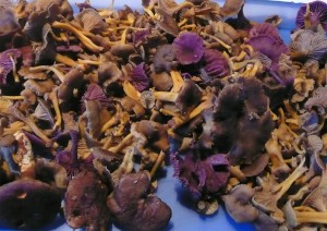 chanterelles_améthystes_bolets