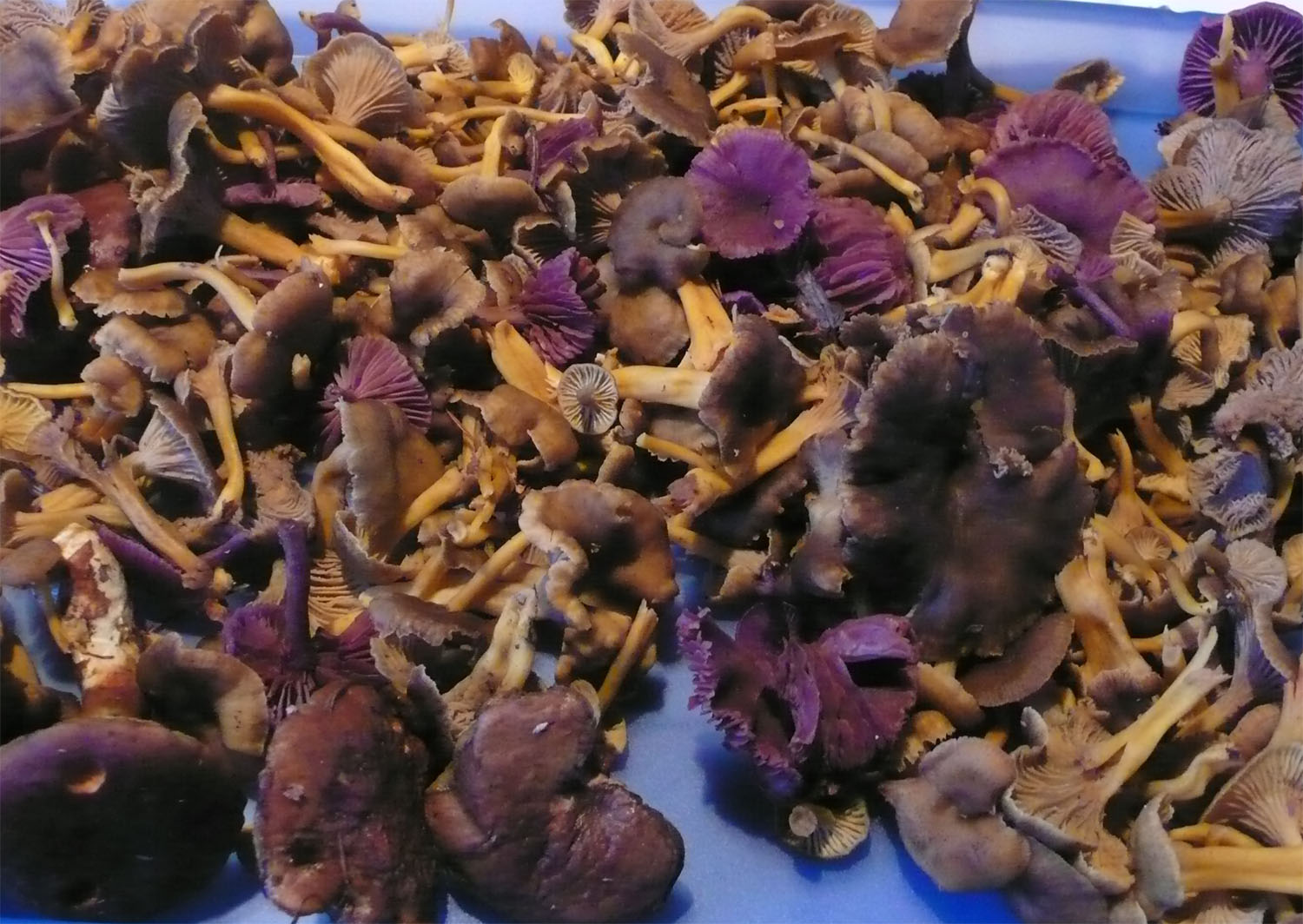 Chanterelles and amethysts found in the State forest