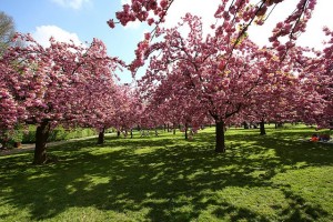 cherry-blossoms-parc-de-sceaux