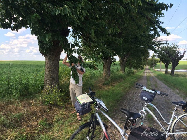 Jean MIchel picking cherries along the way but they weren't very good