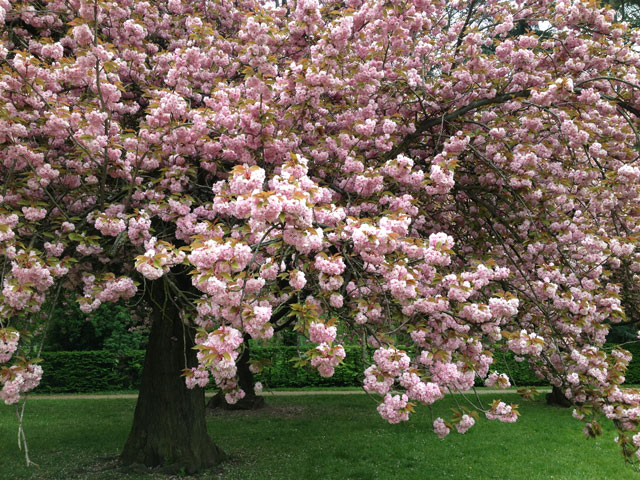 The cherry blossoms form incredible bunches