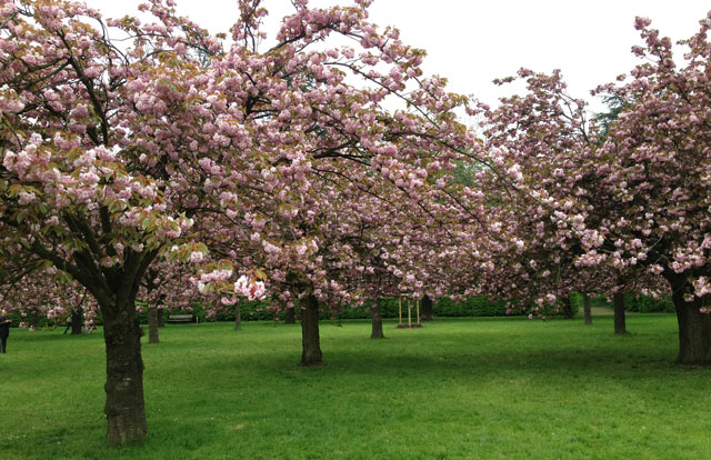 Just one tiny section of the Japense cherry tree grove