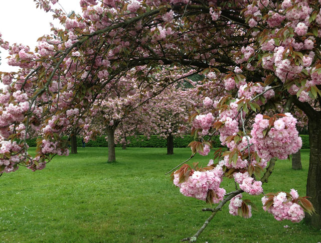 Japanese cherry blossoms at Parc des Sceaux. Absolutely nothing to do with bonjour but we finally got there on Wednesday and it was breathtaking