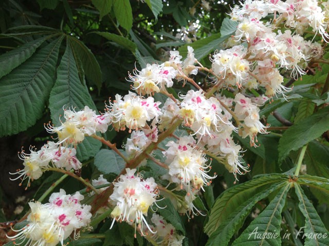 White chestnut flowers