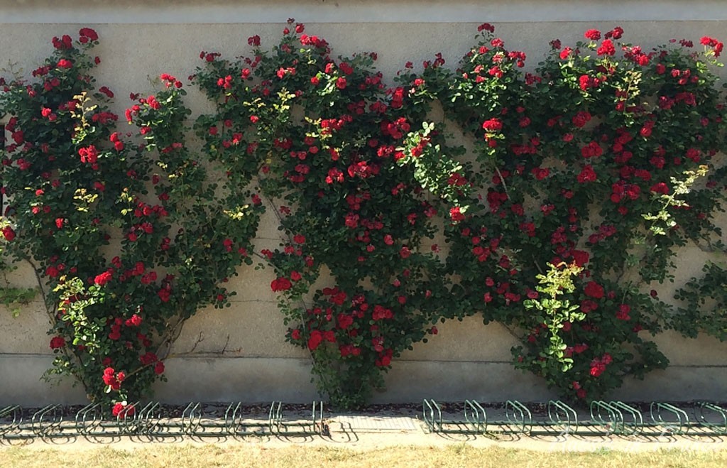 The wall of roses at château de Cheverny