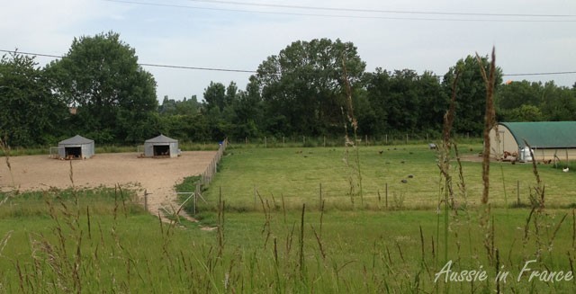 Free-range chickens and guinea fowls